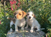 Jack Russel puppy