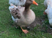 Breeding pair Sebastopol American buff
