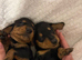 4 gorgeous miniature dachshund puppies