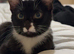 6 month old boy looking for forever home
