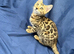 Full pedigree brown rosette bengal kitten ready now