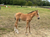Lovely Buckskin yearling