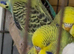 Young Budgies for sale