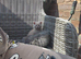 Stunning Rare Cream Female BSH for Sale