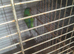 Swift parakeet