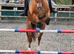 For share 15hh Welsh sec D 1-2 days per week