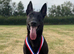 Belgian Malinois