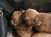 Cavapoochon puppies, 3 Girls, 2 Boys