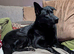FAMILY FRIENDLY Large Male Shephard Mix