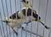 BEAUTIFUL COLOURS CANARIES FOR SALE