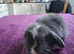 Beautiful Mini lop looking good a home .