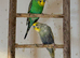 3 Budgies