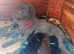 Goldendoodle pups