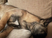 Beautiful Belgium malinois Girl