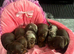 KC miniature dachshund puppies