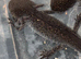 Hypo axolotl amazing blood line