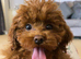 Teacup red poodle