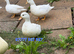 Call Ducks