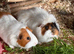 Male Guinea Pigs Looking for Loving Homes
