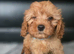 Beautiful cavapoo babies