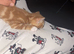 One little boy ginger with white stripes and a lovely temperament
