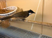 Bulbul