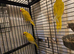 Lutino ringneck