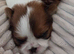 Imperial Shitzu puppies