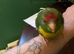 Baby&rsquo;s being hand reared