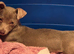 Jack Russell puppies *2 LEFT*