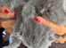 STUNNING BSH KITTENS 3 LEFT XX 500 xx