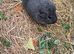 Two smooth coated guinea pigs?