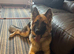 8 months old gsd