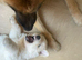 2 white German/swiss shepherd pups