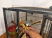 Tame Baby Budgies