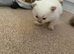 British Shorthair kittens