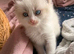 Ready now Ragdolls