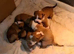 Old Tyme English bulldog cross boxer puppies