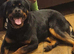 Rottweiler puppies