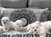 Maltese puppies