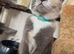 Beautiful British shorthair cross