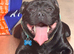 PROVEN KC registered black staffy STUD ONLY
