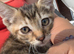 Bengal cross kittens