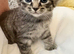 Ragdoll x kitten for sale