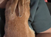 Beautiful rescue male bunny