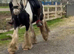 Stunning Welch x Cob Gelding