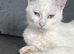 Stunning Turkish Angora Female