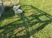 Easycare sheep for sale