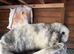Mini lop doe 18 months