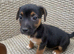 Jack Russel much when lock boy puppies